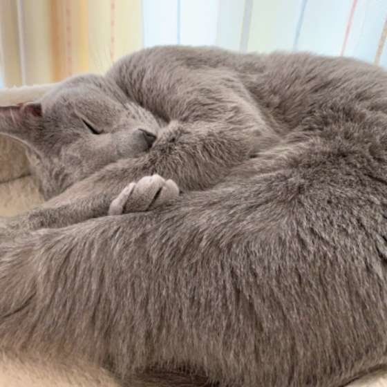 ロシアンブルーのマロンくん