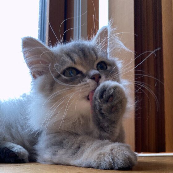 ラガマフィンのQuillちゃん