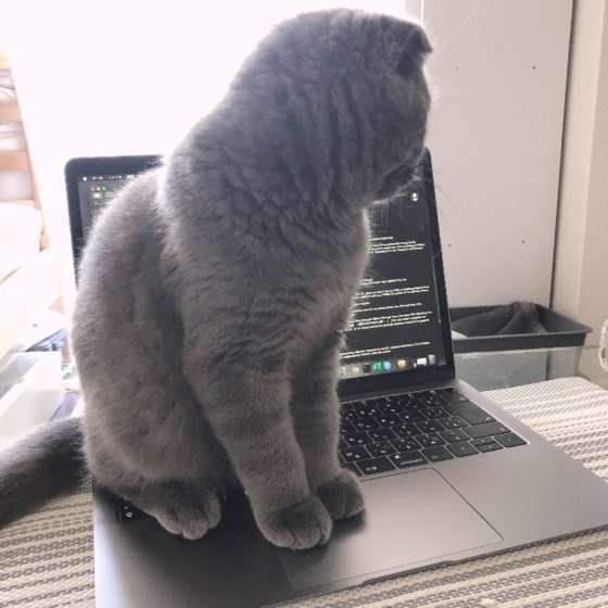 パソコンの上に座るスコティッシュフォールド