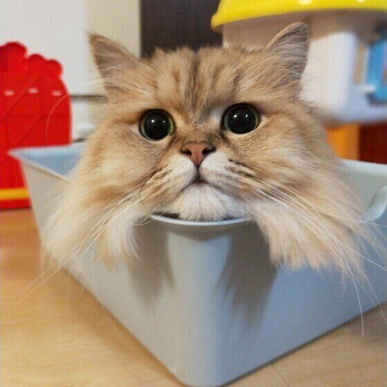 ボックスに入るペルシャ