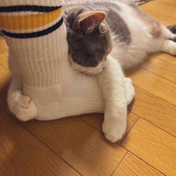 飼い主さんの足を枕にするみこちゃん