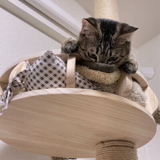 ニオイをかぐ桃太郎ちゃん