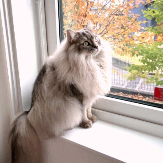 サイベリアンのブルータくん