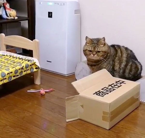 箱に入りたい寅次郎くん