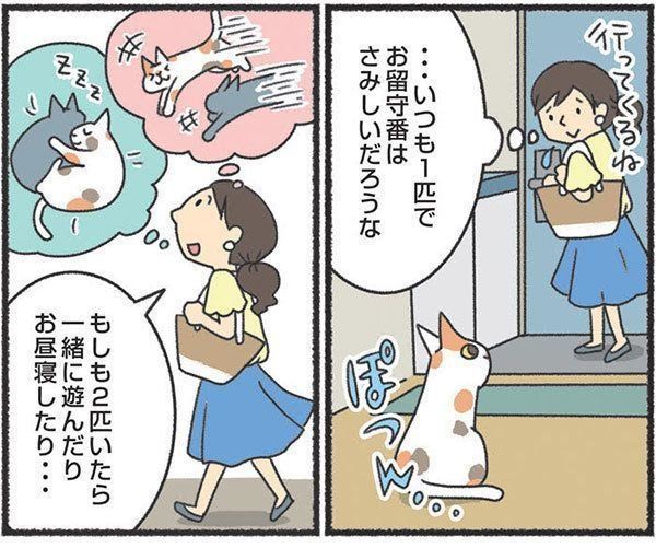 新入り猫を迎える前に検討しておきたいこと