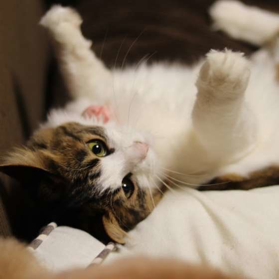 ゴロンと寝転ぶキジトラのリリちゃん