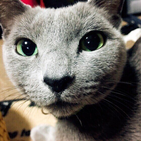 見つめるロシアンブルー