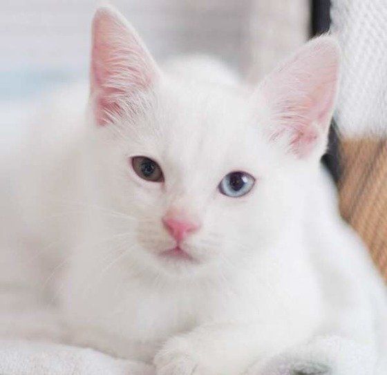 ねこのきもち投稿写真ギャラリー