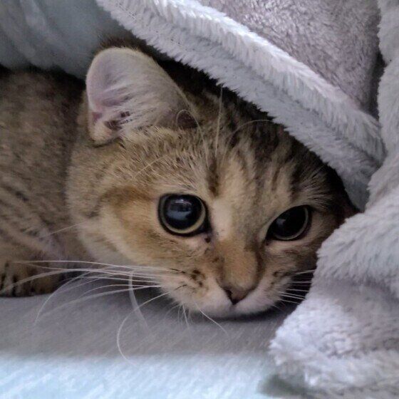 寝転がる猫（メス）