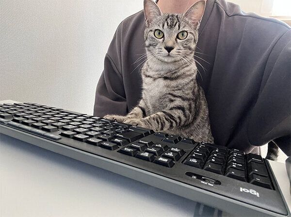 見つめるととまるくん