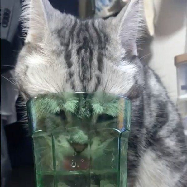 水を飲むアメリカンショートヘア