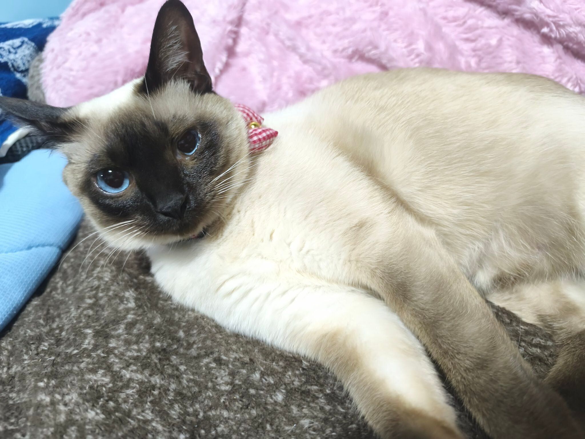 1才9カ月になったジジちゃん