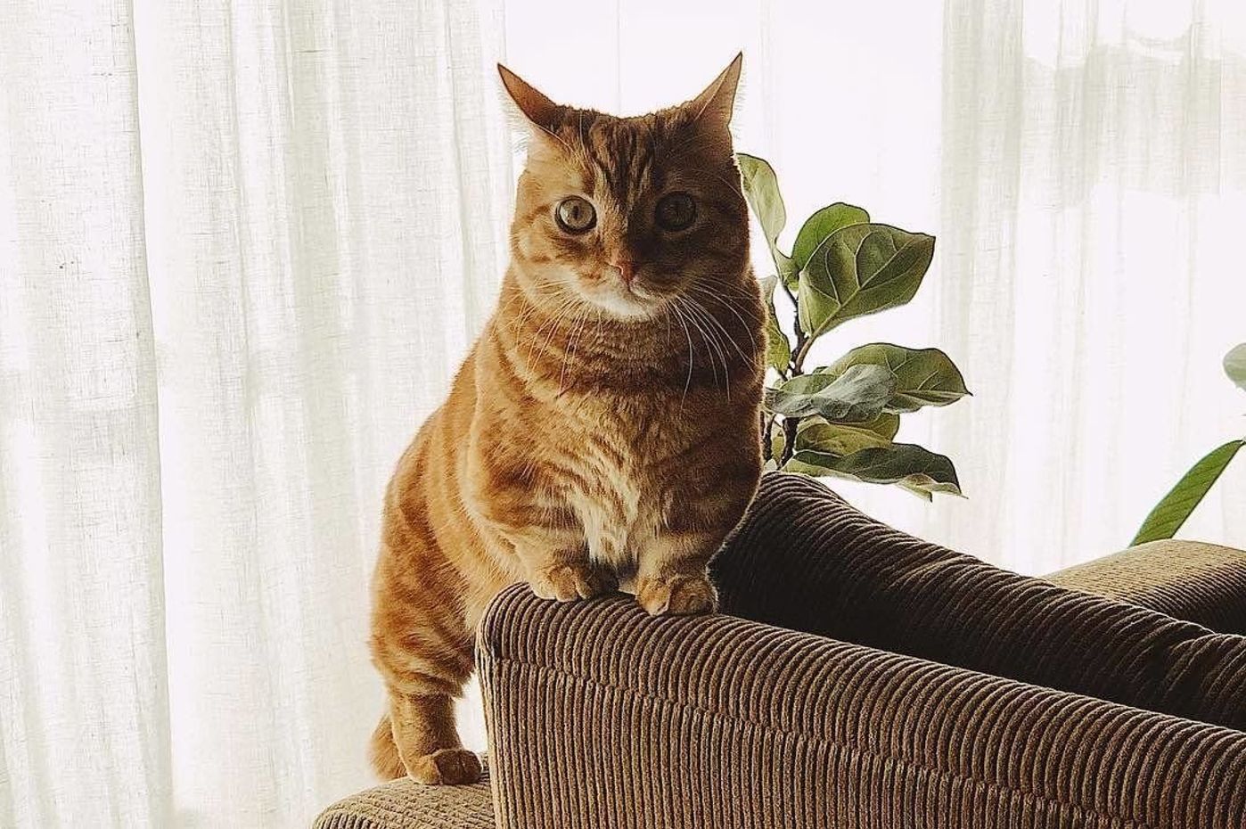 猫グッズ これが使えた お役立ちアイテム あったらいいなサービスとは ねこのきもちweb Magazine 猫グッズ これが使えた お役立ちアイテム あったらいいなサービスとは ねこのきもちweb Magazine