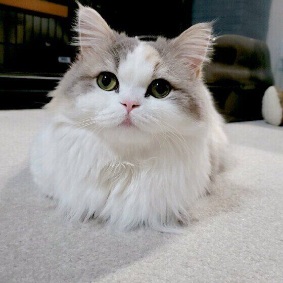 ぐでねこチャンとお花ヘアクリップサバトラ