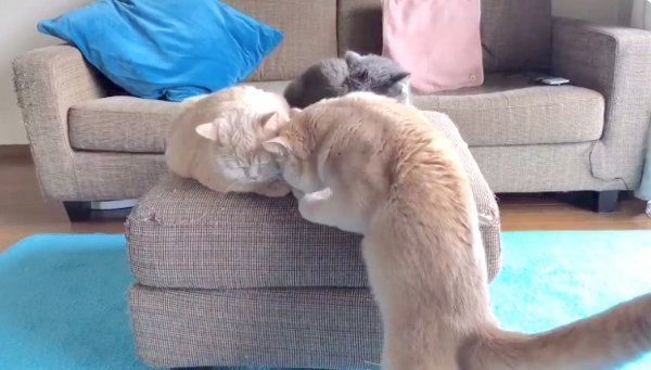 ヤキモチを焼くブリティッシュショートヘア