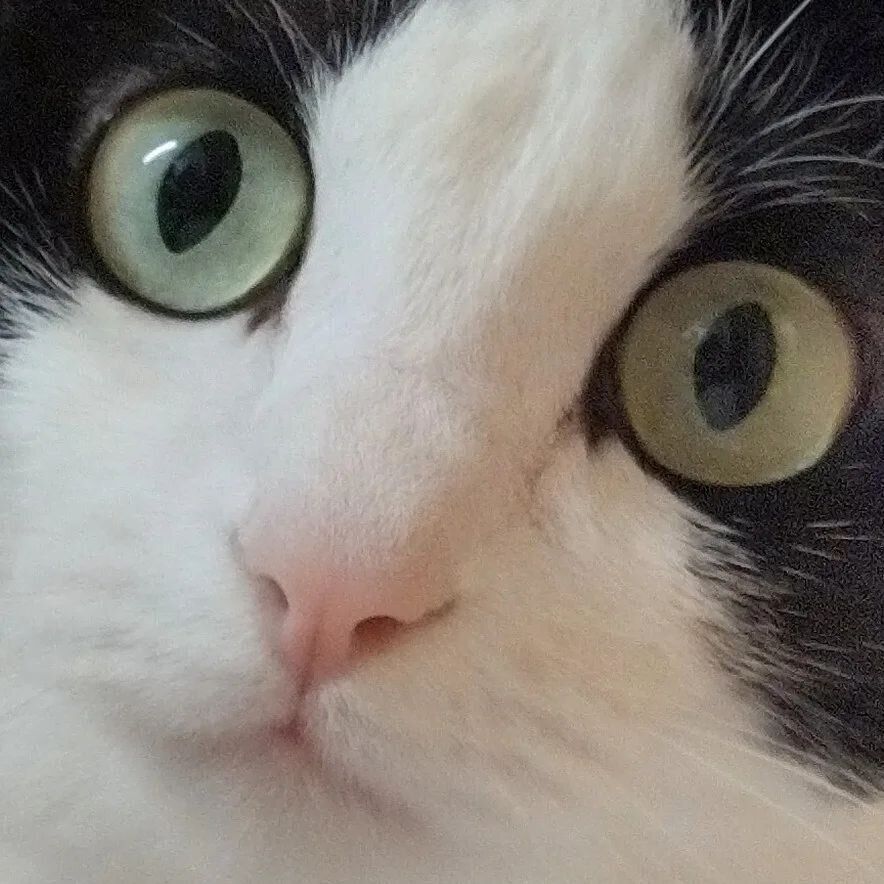 どアップのさくらちゃん