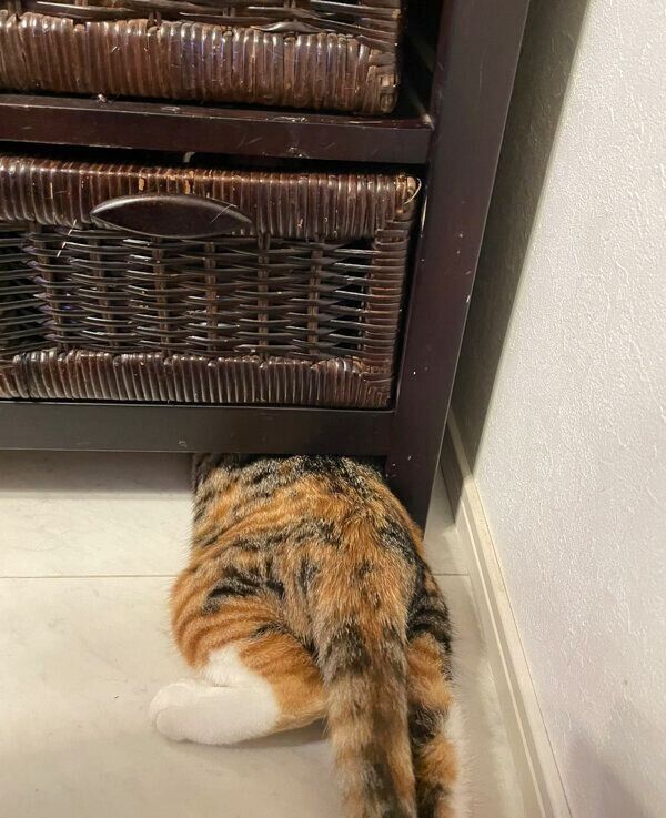 小さな隙間に入ろうとするミケちゃん