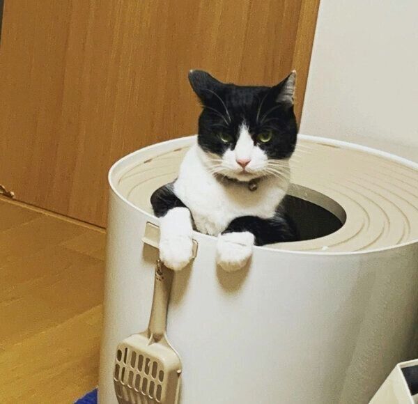トイレ中の猫ちゃん
