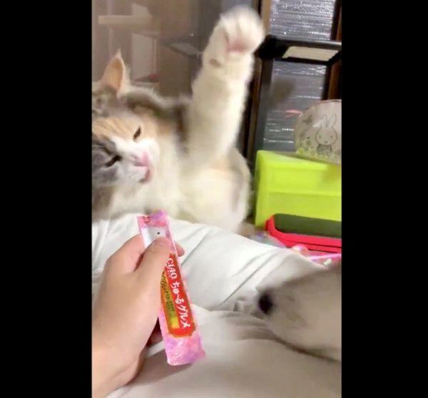 ちゅ〜るを食べるこのはちゃんとユキちゃん