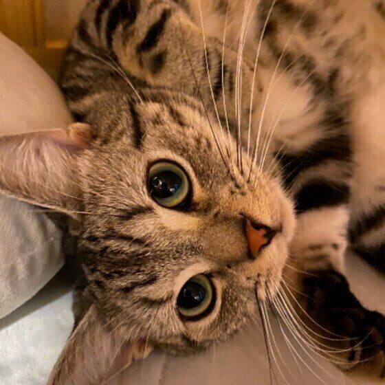 遊びたいアメリカンショートヘアのミヤ