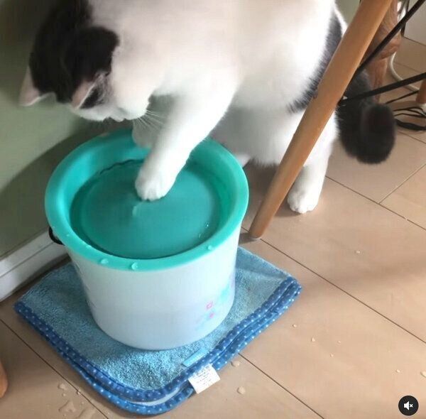 水遊びを楽しむカツヲくん