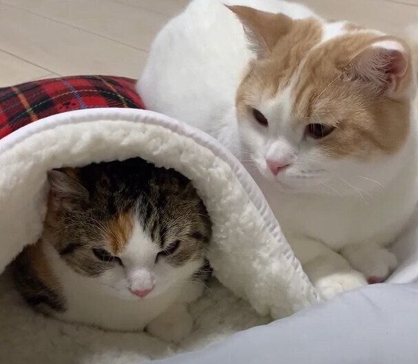 りんちゃんと、もちくん