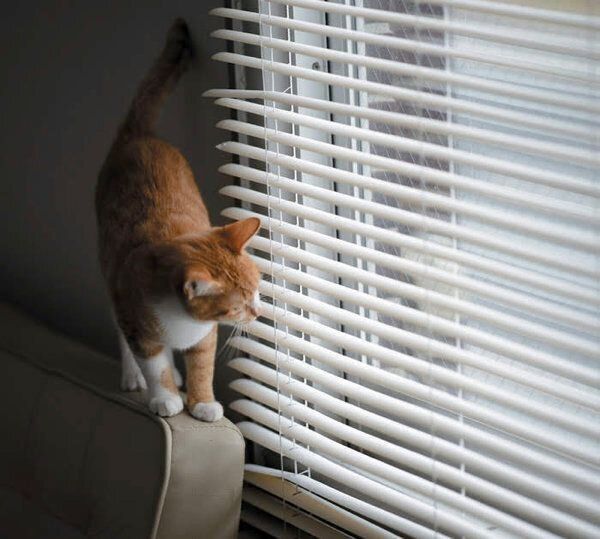 あなたと暮らす愛猫の世界には22の好きがあふれている