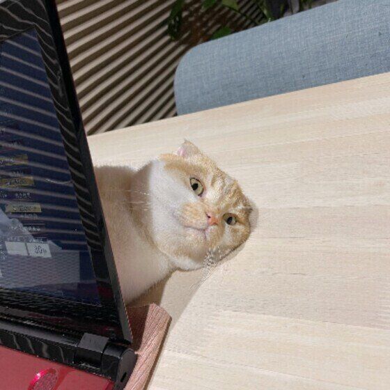 邪魔するスコティッシュフォールド