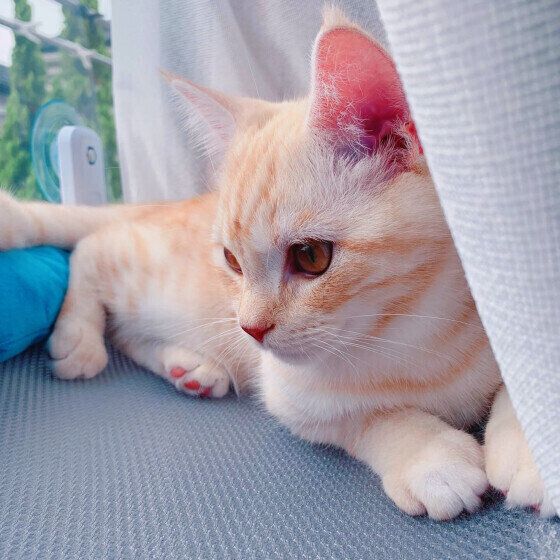 アメリカンショートヘアのそらくん