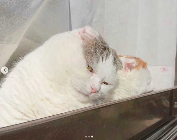 窓際でシブい顔をするライくん