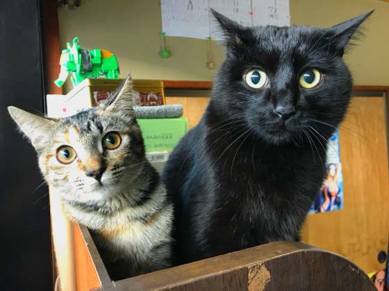 体をニョキッと出す猫