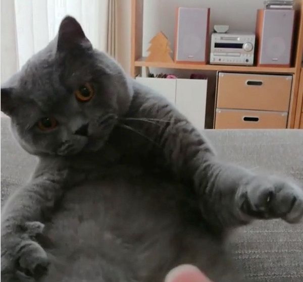 肉球をぷにぷにされる猫