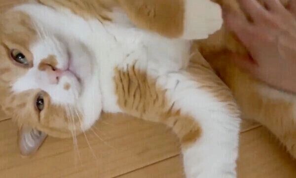 「なぜ僕をナデないのです?」とアピールするさんてくん