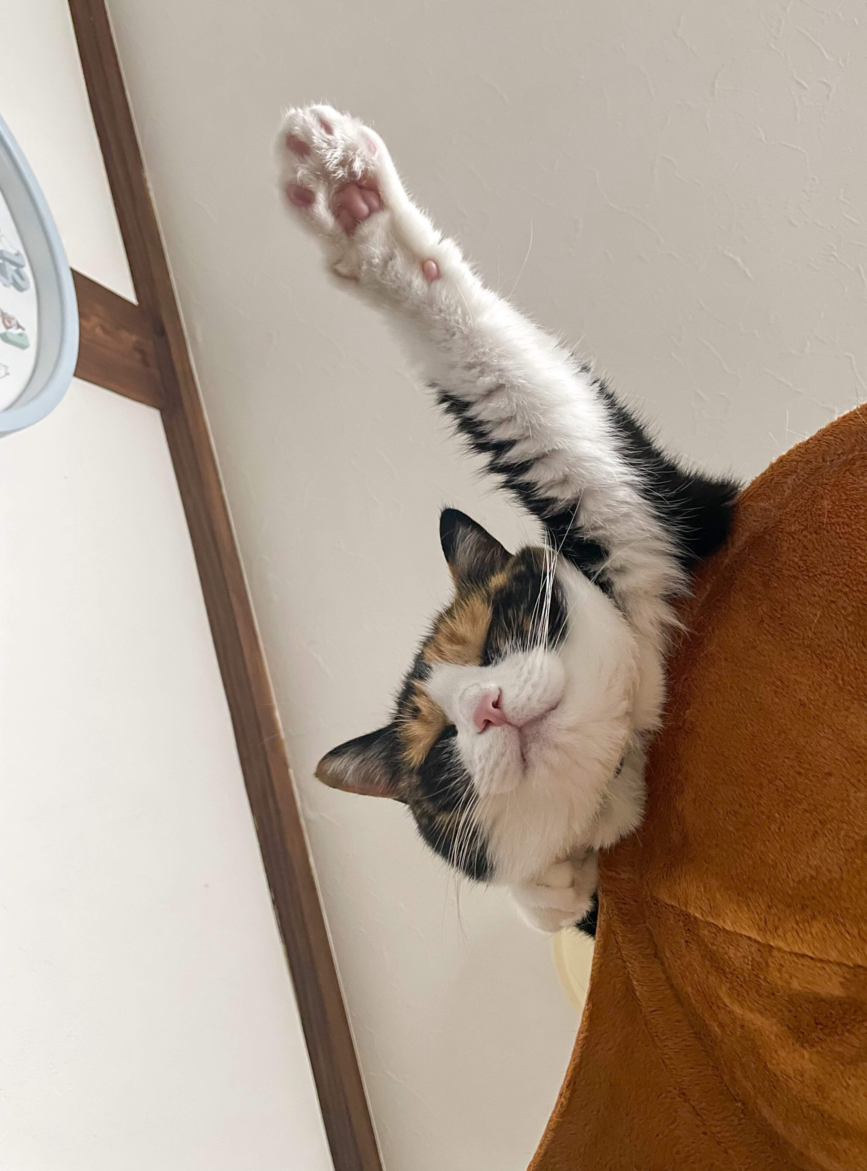 左前足を伸ばしながら寝る猫