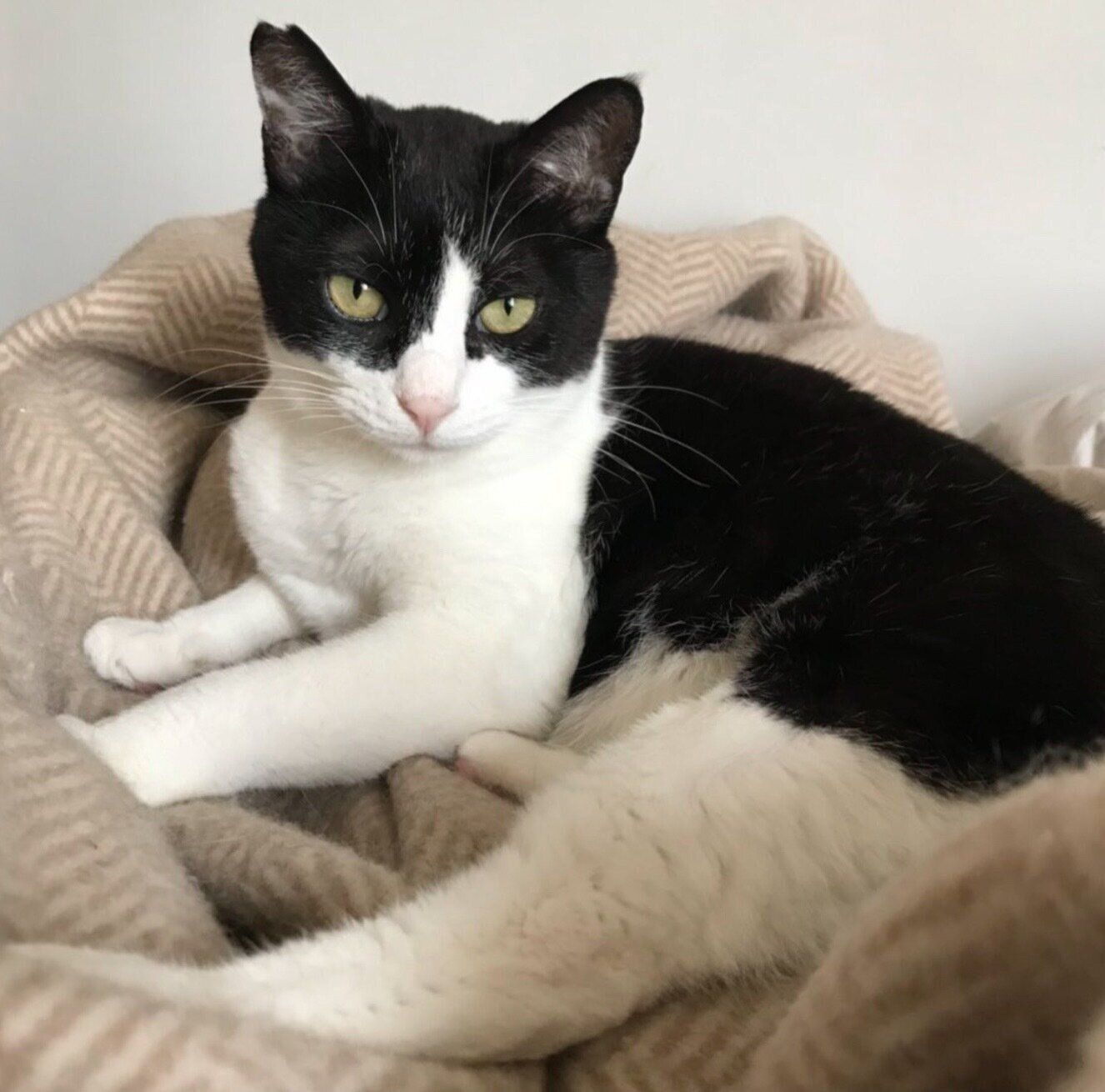 まったりするこんぶくん