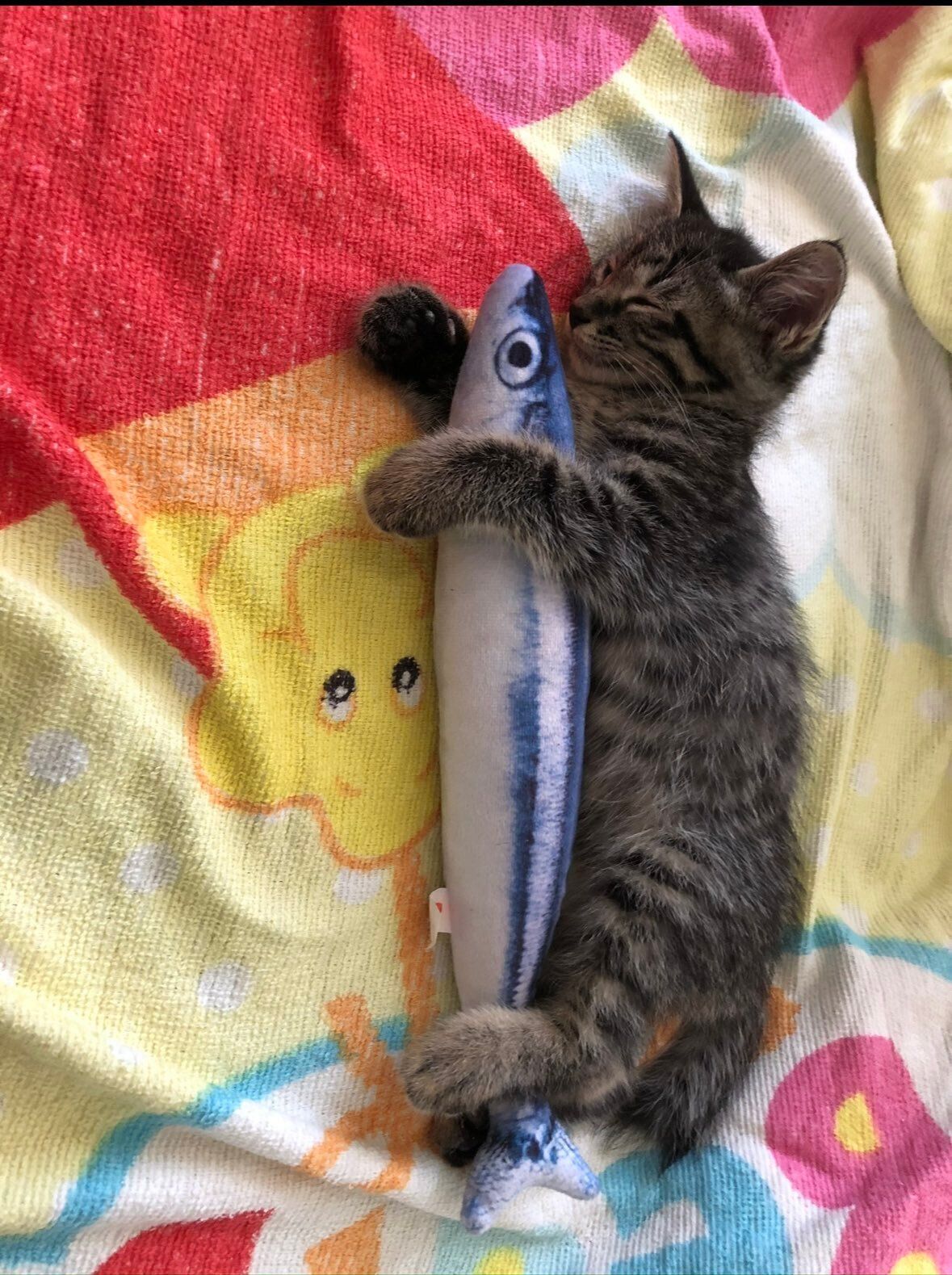 おもちゃを抱えて眠る子猫