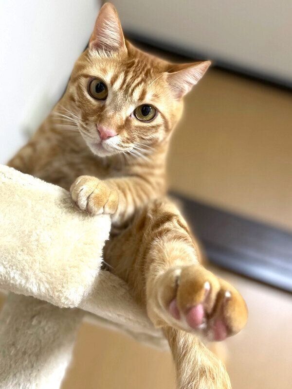 後ろ足を伸ばすテトくん