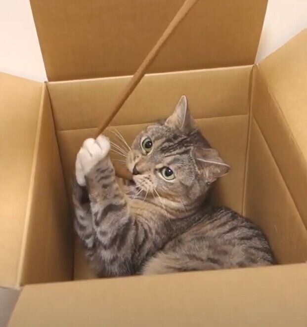 段ボール箱の中の猫