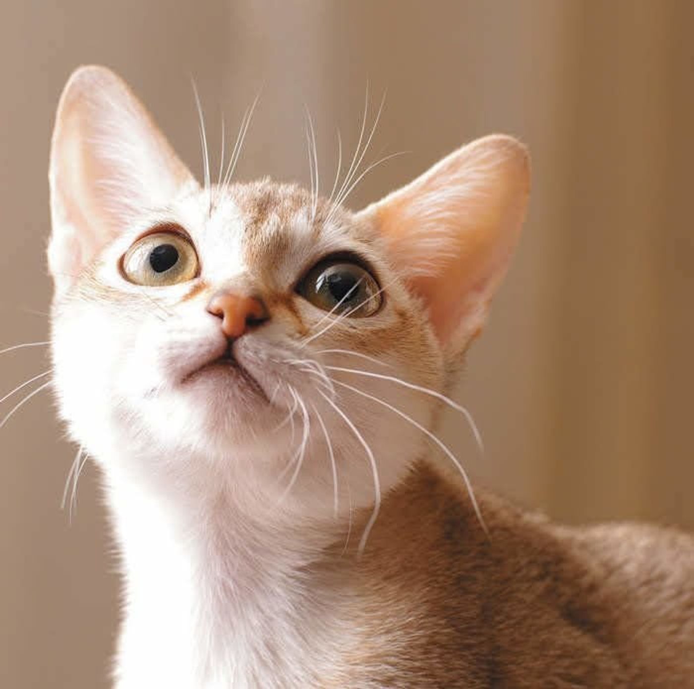 知ってる 人には聞こえない猫の 無音鳴き ねこのきもちweb Magazine