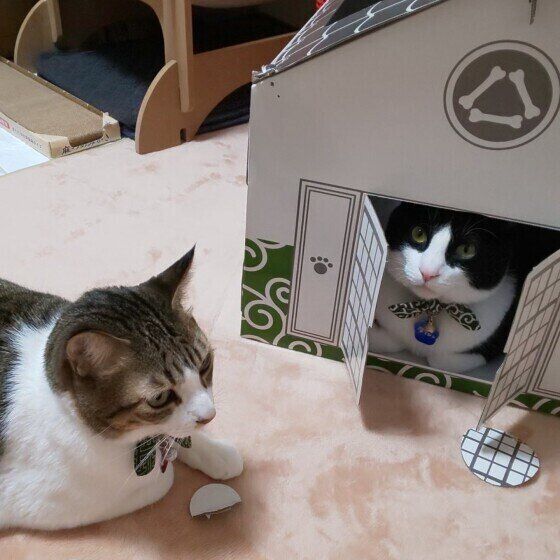 新しい家を陣取るMIX