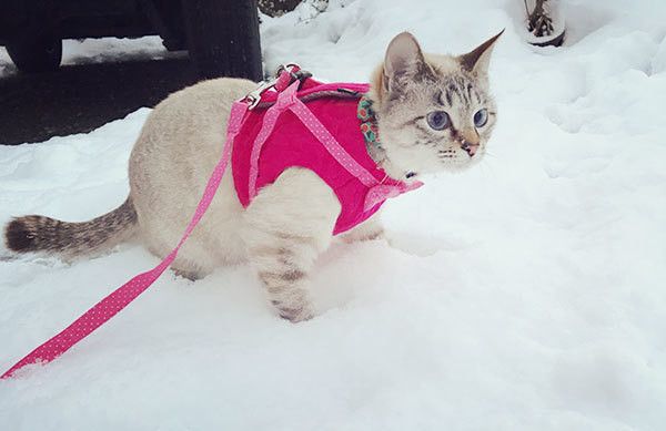 雪の上の猫