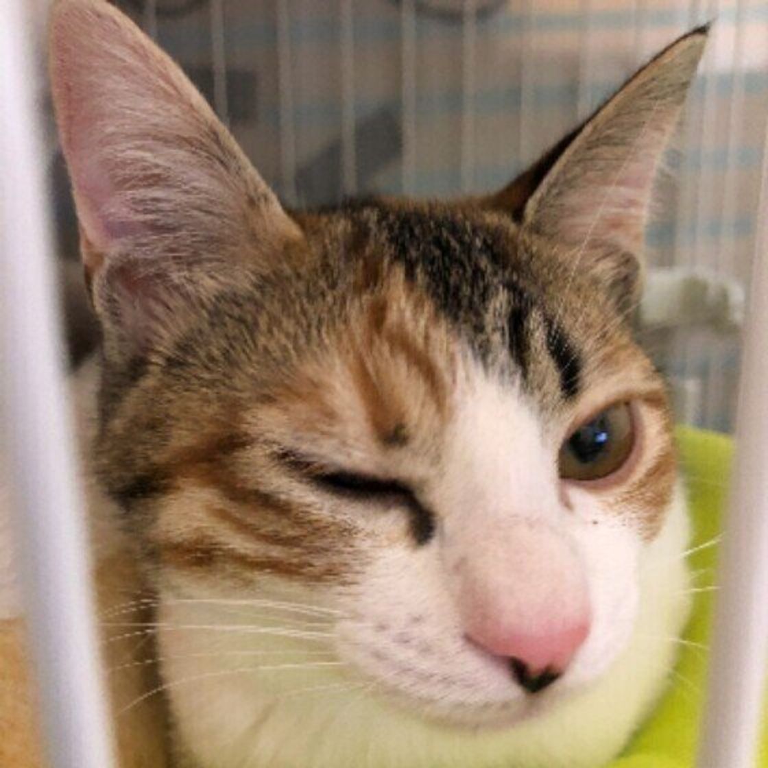 かわいい表情にキュンとする ウインクする猫たちの写真集 ねこのきもちweb Magazine かわいい表情にキュンとする ウインクする猫たちの写真集 ねこのきもちweb Magazine