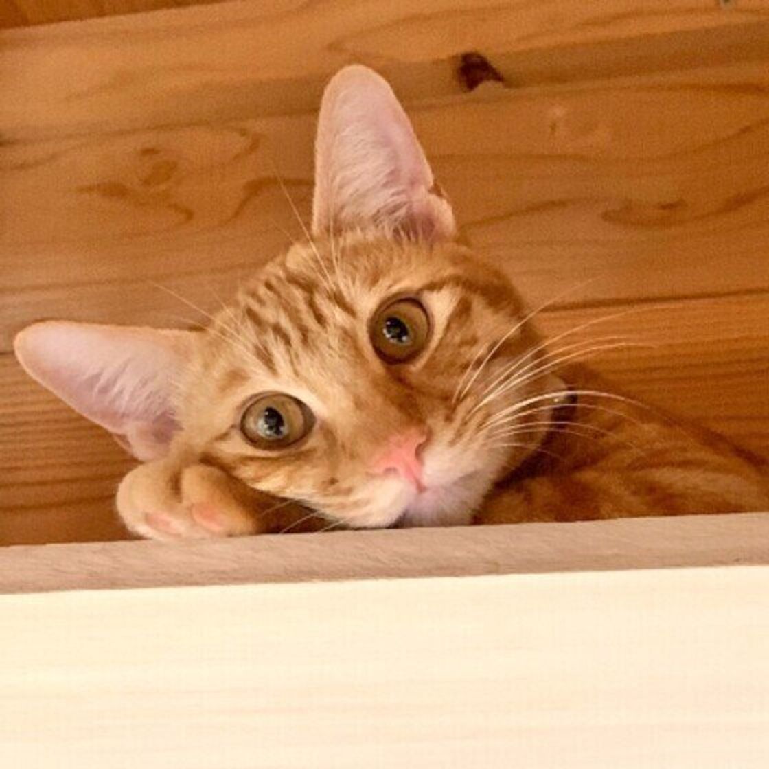 調査 もはや さすが としか思えない 飼い主が目撃した愛猫の ずる賢い 一面の数々 ねこのきもちweb Magazine 調査 もはや さすが としか思えない 飼い主が目撃した愛猫の ずる賢い 一面の数々 ねこのきもちweb Magazine