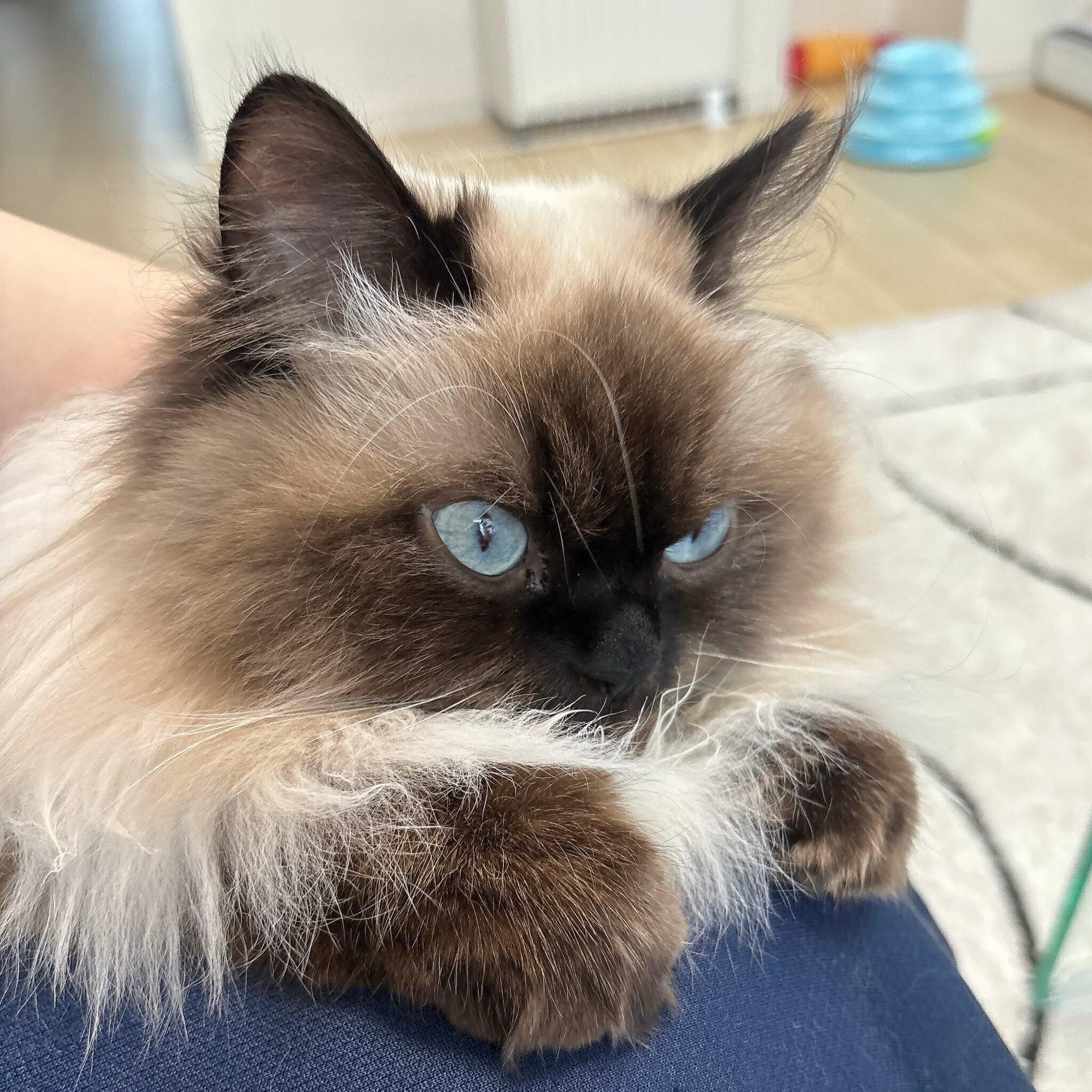 飼い主さんにべったりな福くん