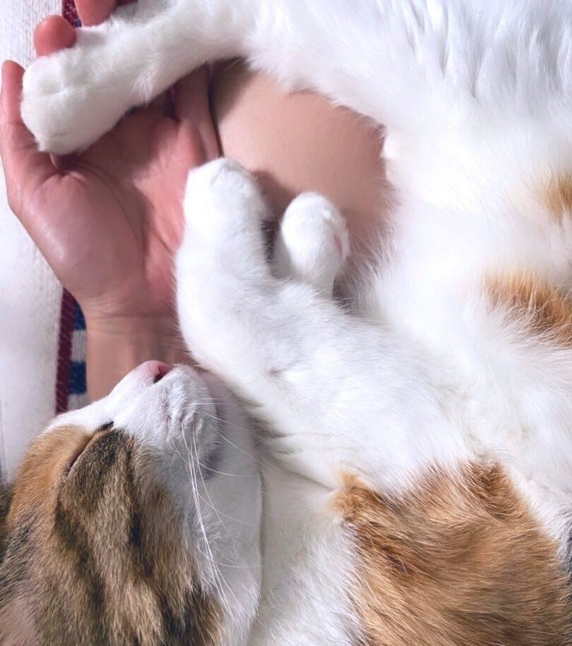 飼い主さんの上で眠るぷうちゃん