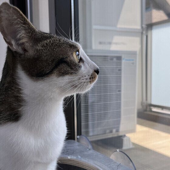 イカ耳になるこはだくん