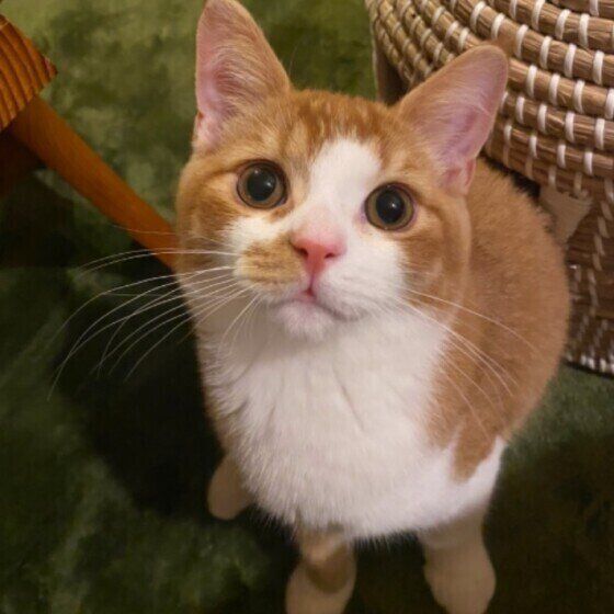 見つめるスコティッシュフォールド