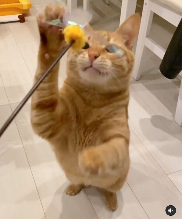 おもちゃで遊ぶちのくん