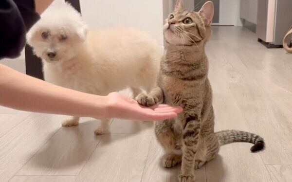 オテをするあめちゃん