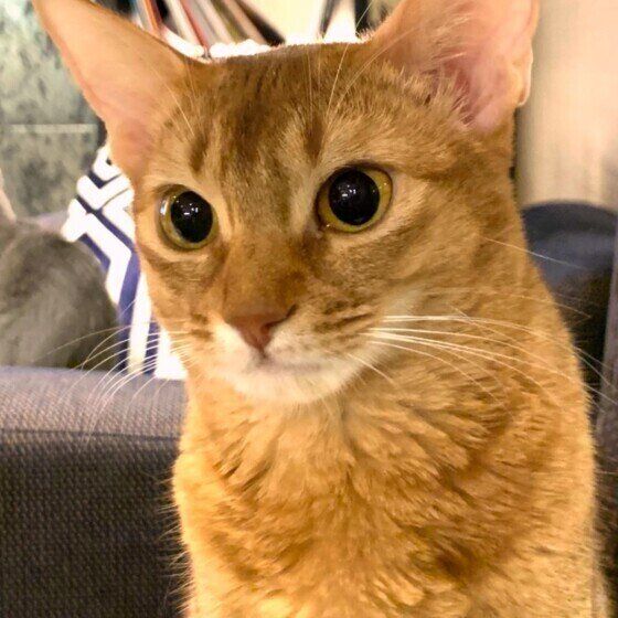 見つめるソマリ